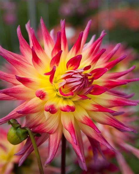 electric flash dahlia|dahlia flash.